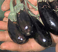 eggplant_mini.jpg